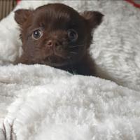 Chihuahua cucciola Chocolate