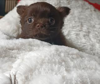 Chihuahua cucciola Chocolate