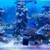 Roccie vive per acquario