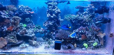 Roccie vive per acquario