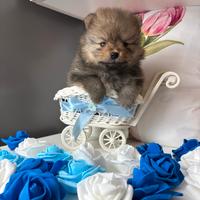 Pomerania cucciolo maschio spitz Toy di 2 mesi