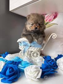 Pomerania cucciolo maschio spitz Toy di 2 mesi