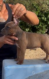 American Pitbull terrier