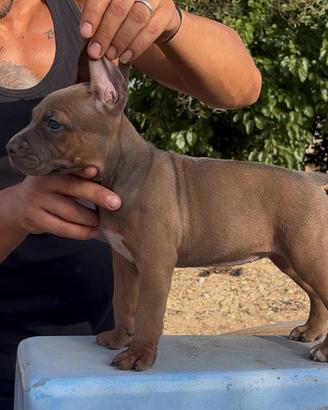 American Pitbull terrier
