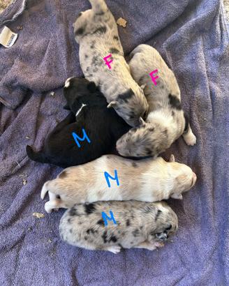 Cuccioli blue/red merle