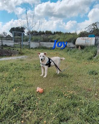 Joy in adozione