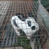Conigli incrocio papillon