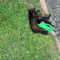 Cani animali