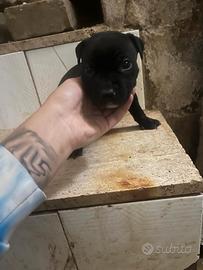 Cuccioli di Pitbull
