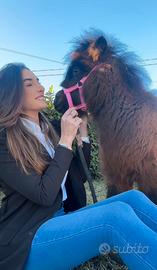 Coppia mini pony esclusivi