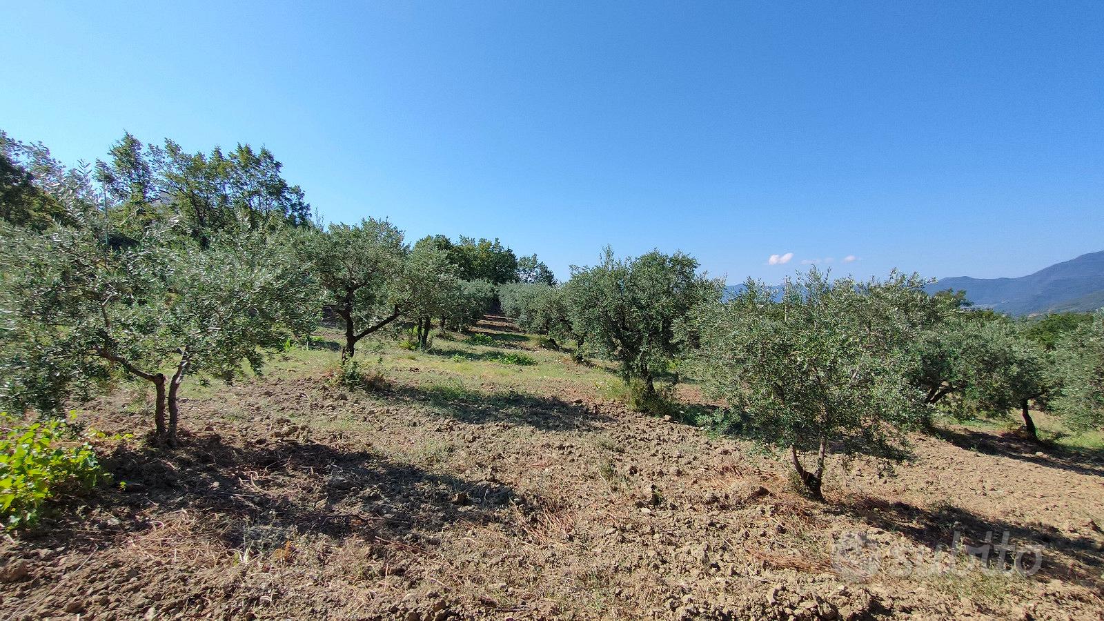 Uliveto in provincia di Cosenza - Vista 5