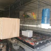 Coppia di inseparabili