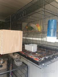 Coppia di inseparabili