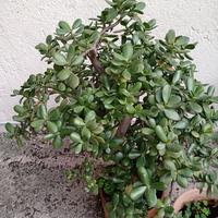 Crassula ovata