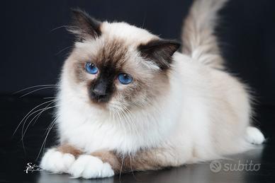 Campione di razza Sacro di Birmania per monte