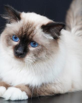 Campione di razza Sacro di Birmania per monte