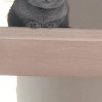 Scottish femmina per accoppiamento