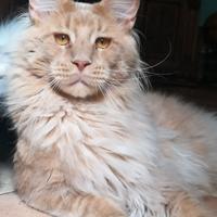 Maine coon vero gigante xxl