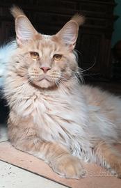 Maine coon vero gigante xxl