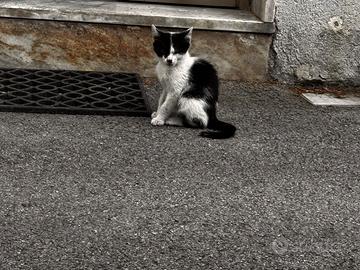 Gattini, si regalano