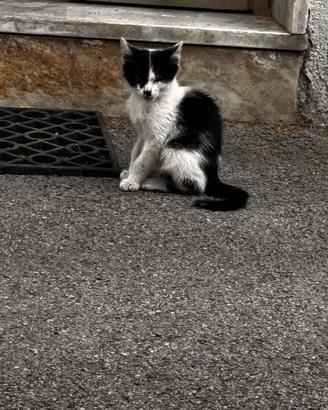 Gattini, si regalano