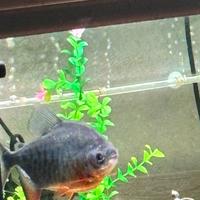 Piranha adulto