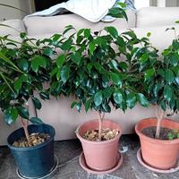 pianta ficus benjamin 50/60 centimetri