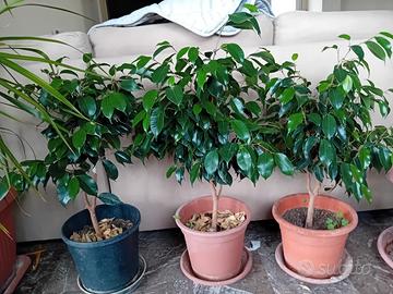 pianta ficus benjamin 50/60 centimetri
