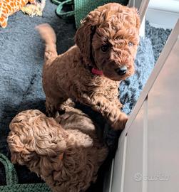 Cuccioli di barboncino toy