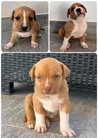 Cucciole Amstaff
