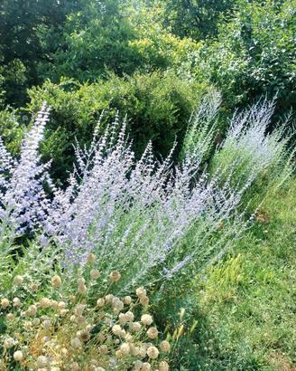 Manutenzione e realizzazione giardini