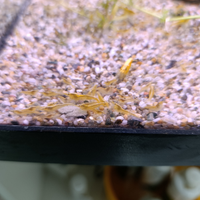 Neocaridine Davidi Yellow neon