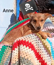 5 cuccioli in canile