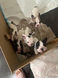 Bulldog francesi