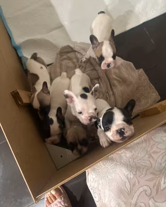 Bulldog francesi
