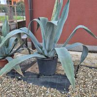 Agave americana