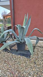 Agave americana