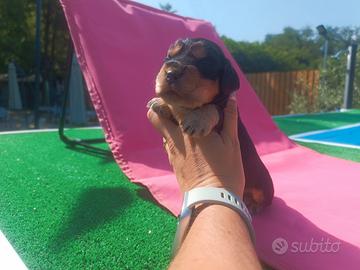 Cocker Spaniel Inglese Pedigrre Enci