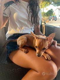 Cucciolo di Pinscher