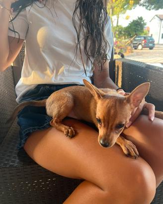 Cucciolo di Pinscher