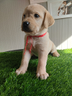 labrador-disponibili-con-pedigree