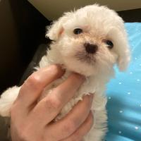 Maltese mini