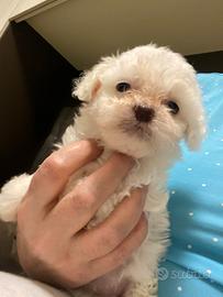 Maltese mini