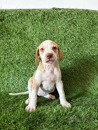 Cuccioli pitbull