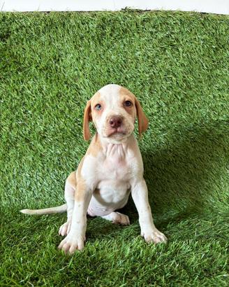 Cuccioli pitbull