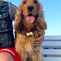 Cocker Spaniel ORIGINALE x monta