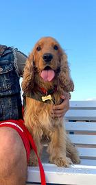 Cocker Spaniel ORIGINALE x monta