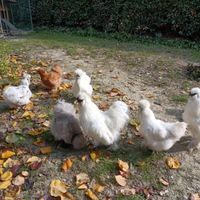 Galline Moroseta
