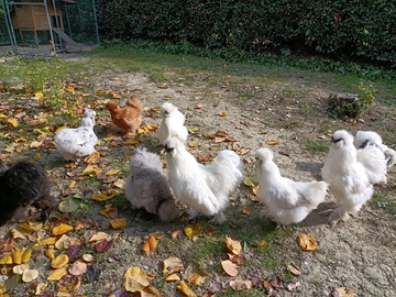 Galline Moroseta