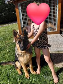 Cucciolo pastore tedesco